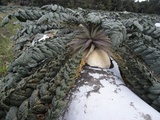 radish1