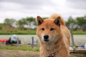 dog