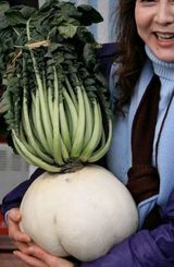 sakurajima radish
