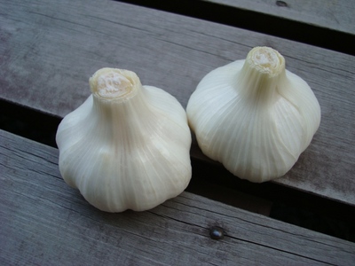 garlic