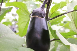 nasu3