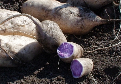 sweet potato