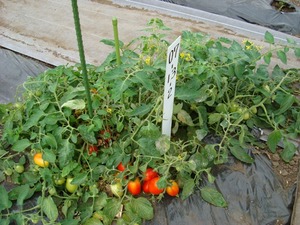 tomato2