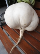radish