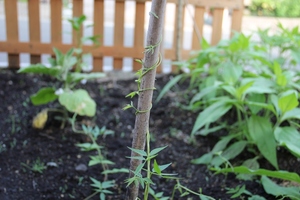 vine