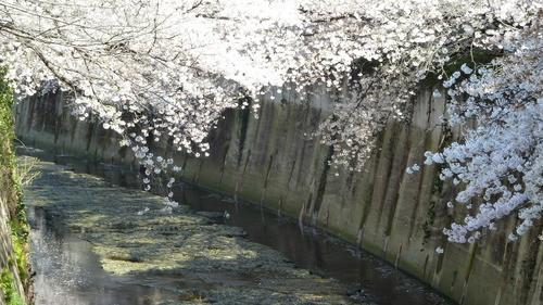 桜 早稲田 神田川19n4g4n4