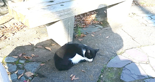 ネコ 横須賀18n11g10n