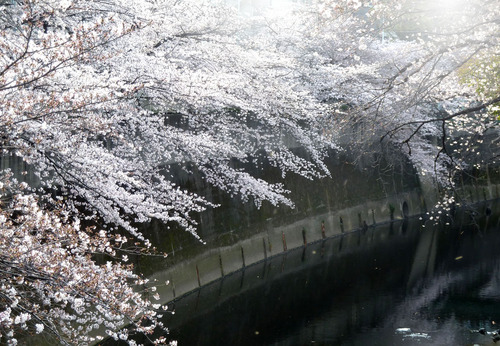 桜 早稲田19n3g31n3