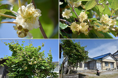 180512-キウイの花
