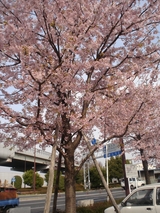 sakura