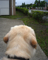 diary809.jpg