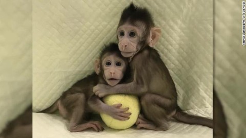 cloned-monkeys-dolly-sheep-2