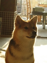 ぎゃっこう