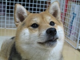 きりり♪