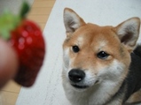 いちご1