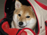 ばっく