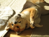 たんじょうび2