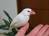 ぴーたろう1