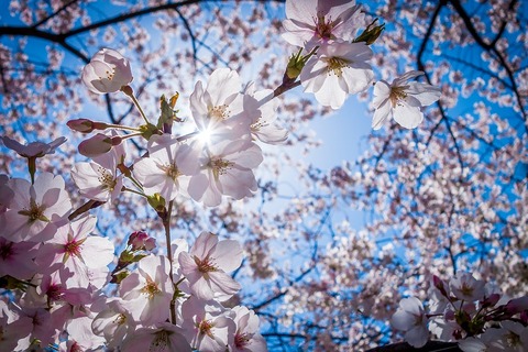 cherry-blossoms-1716763_960_720