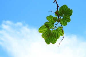 leaves-15757_960_720