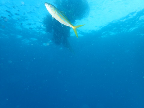 P7300005