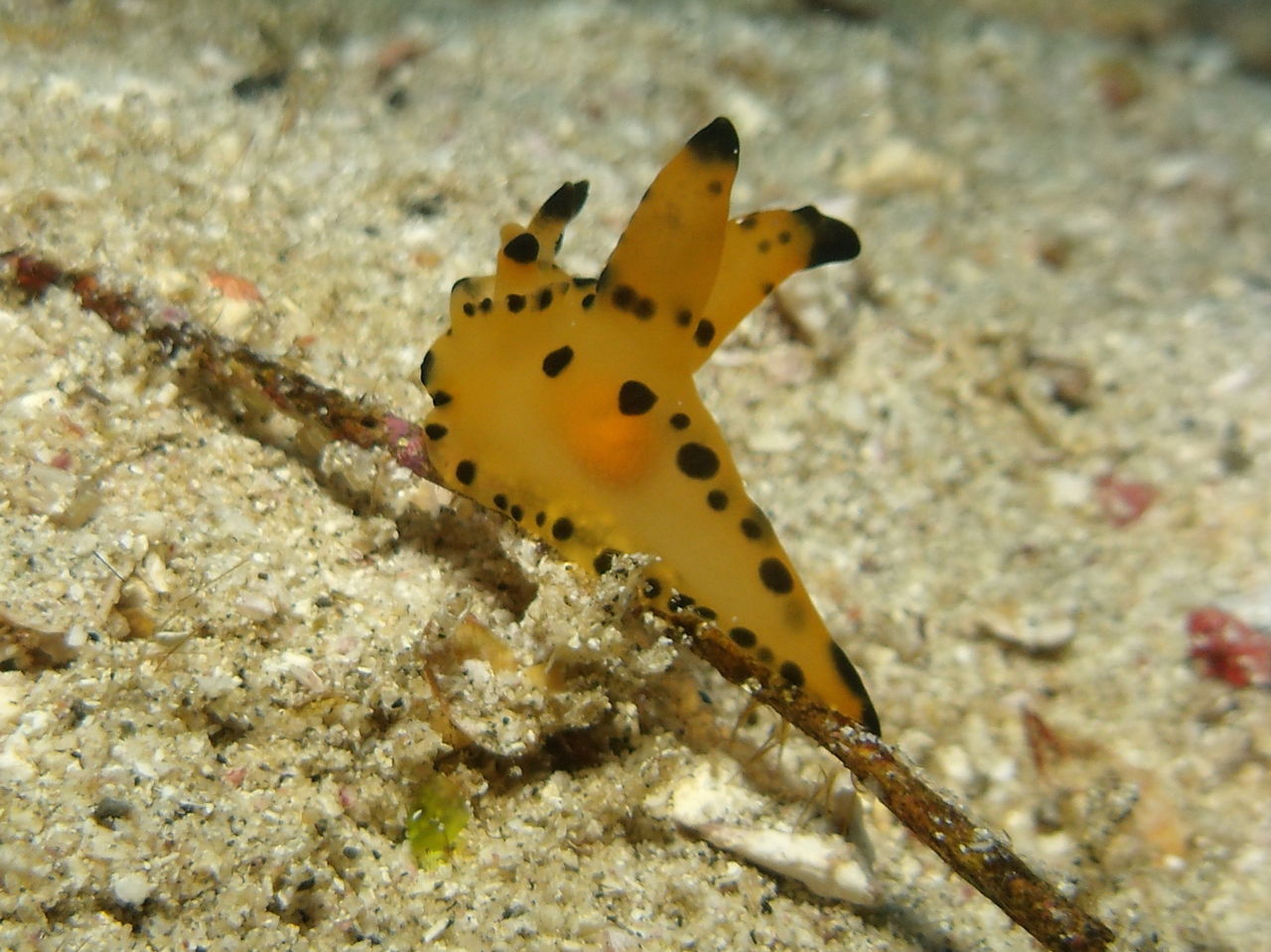 GEDC07481