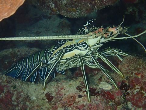 PB031271