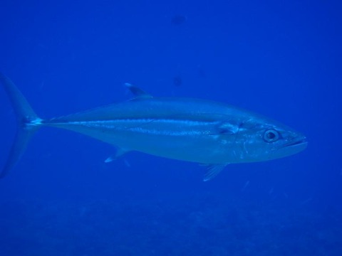 P2040459