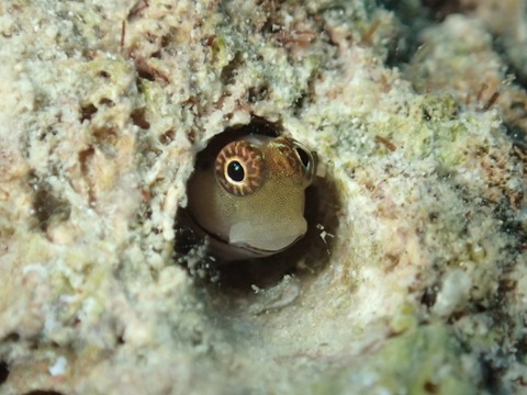 PB221567