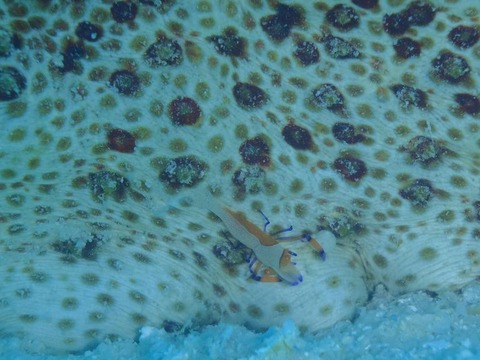 P2040441