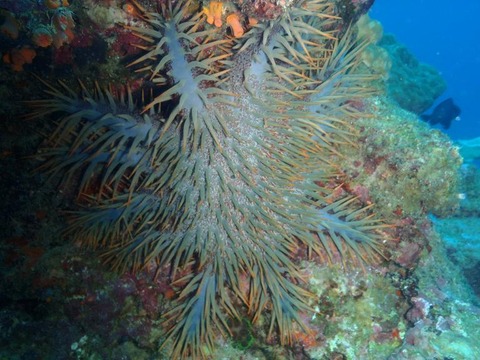 P2020387