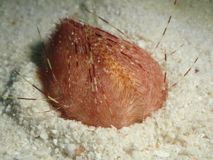 P5300016
