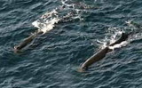 クジラ:伊豆大島沖に三つ群れ
