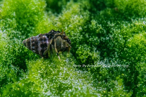 DSC_3252-8