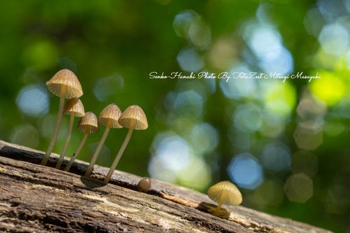 _DSC5975