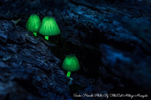 _DSC4981-1