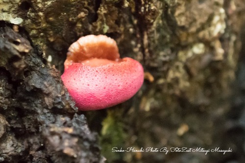 _DSC5701-1
