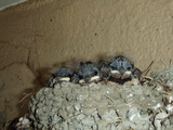 20070625 勝浦 ツバメの子.jpg