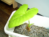 2007年5月30日 クワズイモ.jpg