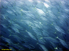20070613mikomoto07.jpg