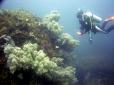 20070523 田子島 03.jpg