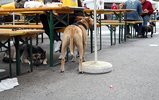 お互いに無視しあうワンコたち