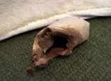 残骸はポイッとゴミ箱へ