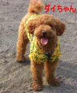 ダイちゃん