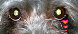 BlogPaint