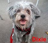 Dixieのバラ色の微笑み