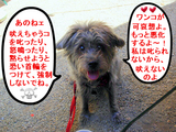 ワンコの責任じゃァないよ。。。