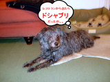 ぬれねずみ。。。