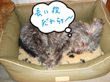 ウトウト。。トロトロ。。
