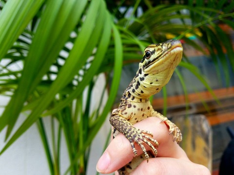 モニター : 爬虫類専門店DIZZY POINT